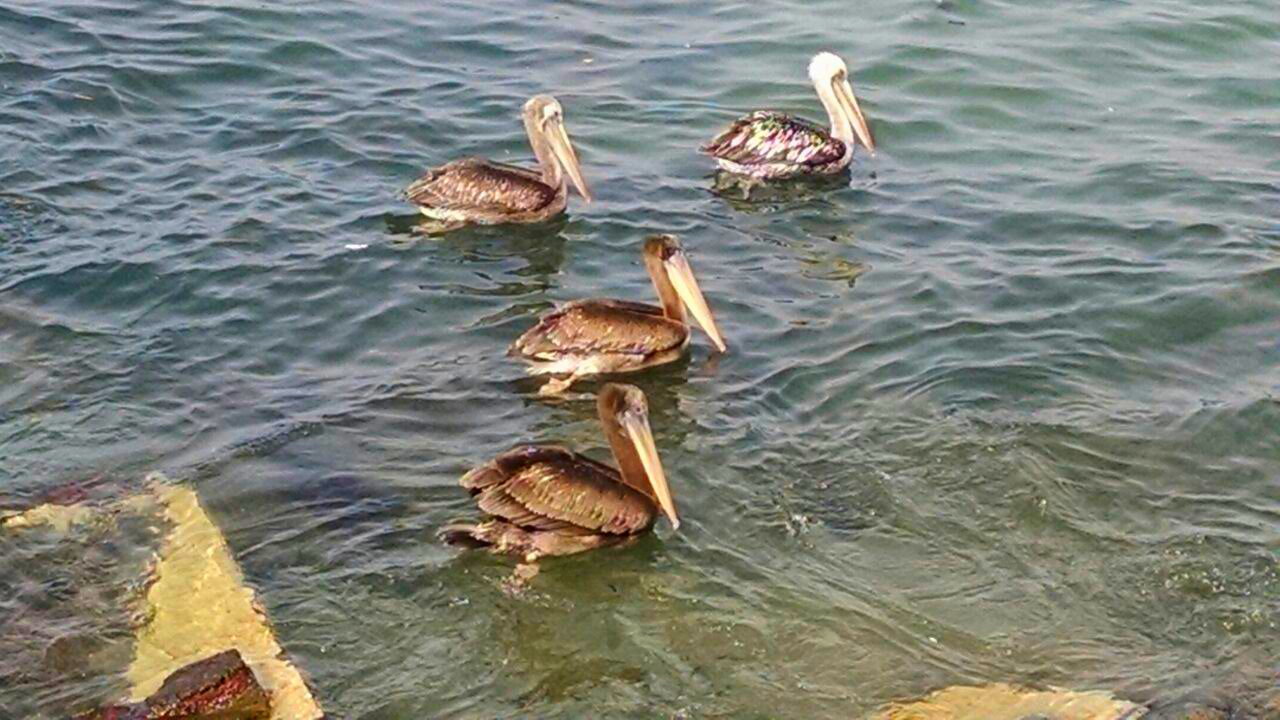 LAURA NOS HA ENVIADO PELICANOS DESDE CHILE